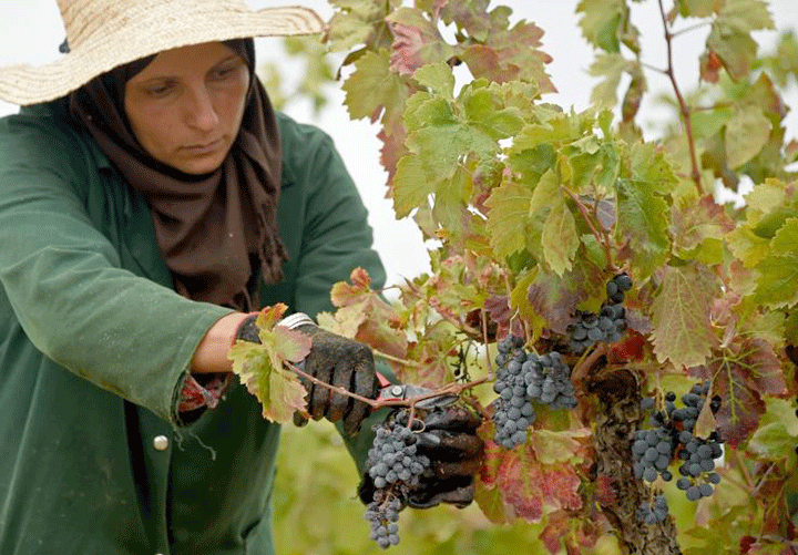 5 nước sản xuất rượu ngon nhất thế giới 2 5 nước sản xuất rượu ngon nhất thế giới 2