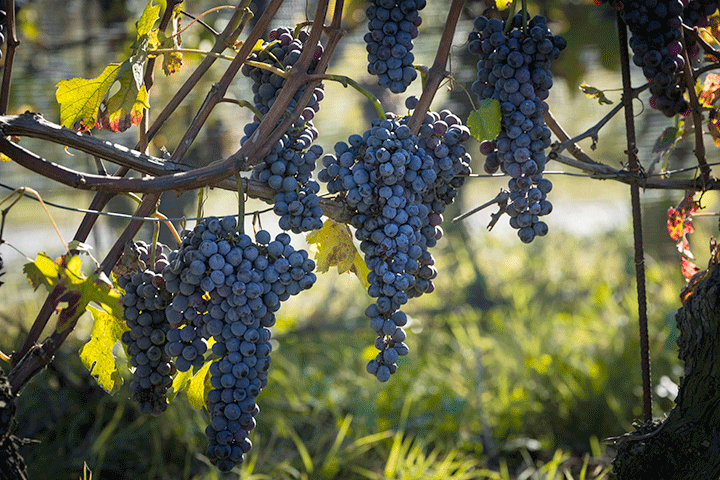 rượu vang của ý 2