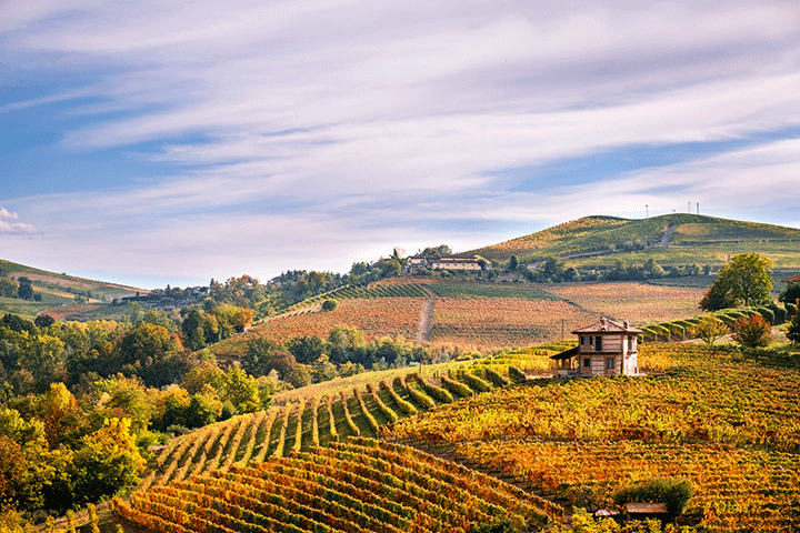 rượu vang của ý 5