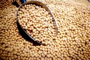 sản xuất đậu nành