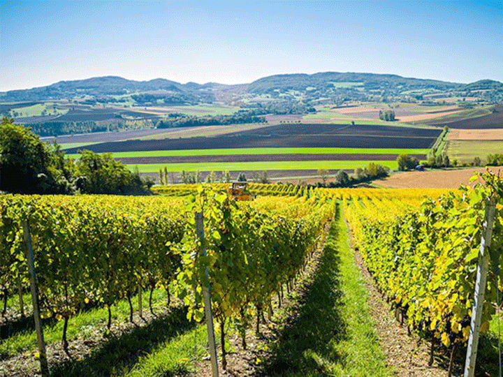 những vùng trồng nho của pháp những vùng trồng nho của pháp