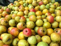 Những điều đặc biệt mà ít ai biết về “táo mèo”