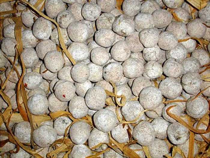 Công thức làm men rượu