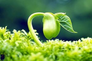 Giới thiệu chung về tinh chất mầm đậu nành