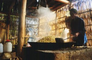 Chuẩn bị nguyên liệu nấu rượu ngô