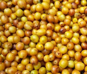 Giống cà phê Bourbon Giống cà phê Bourbon