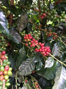 Cà phê Typica Cà phê Typica