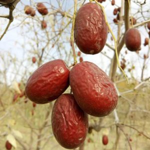 Công dụng của táo đỏ