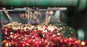 Phương pháp chế biến cà phê ướt