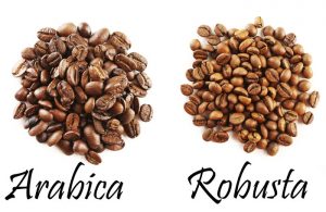 Phân loại cà phê Robusta 