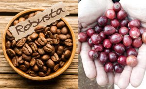 Đặc điểm cây cà phê Robusta